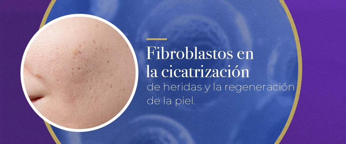 Fibroblastos en la cicatrización de heridas y la regeneración de la piel